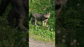 Уже 20 дней ищем Мисю на даче #кошки