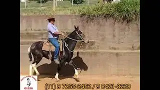 Burro a venda 💥