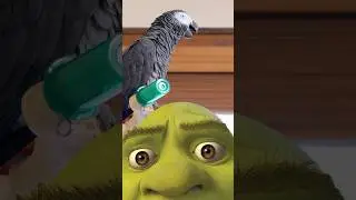 The Funniest Talking Parrot EVER 🤣