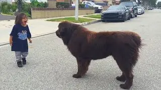 A huge dog ran straight towards the child, but what he did amazed everyone