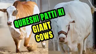 GIANTS COWS & BULLS of Prime Patti Qureshi Patti at Sohrab Goth Cow Mandi 2022 Horain Cattle Farm