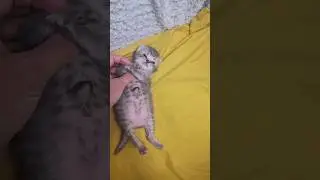 How can you not love such a miracle? The cutest baby kitten 