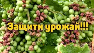 Защита ягод винограда от солнечного ожога!