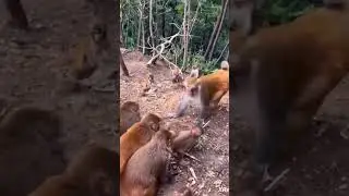 Monkey huge fight