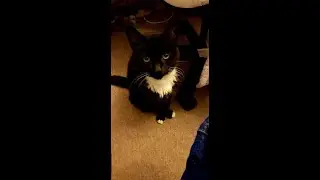 Rip Benji