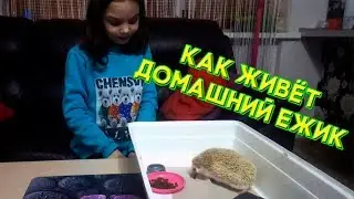 Африканский ежик - Домашний ежик