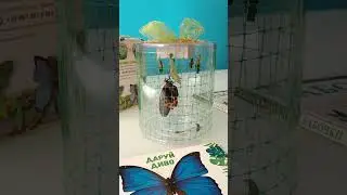 рождение бабочки из куколки. ускоренное в 30раз