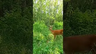 Whitetail Buck! How Old & How Many Points? #deermanagement