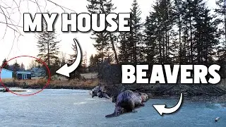 The beavers that live in my yard…