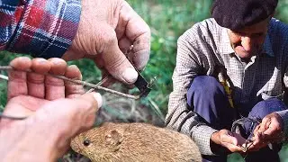 El TOPERO. Captura de TOPOS con un INVENTO CASERO para frenar las PLAGAS y destrozos en las cosechas