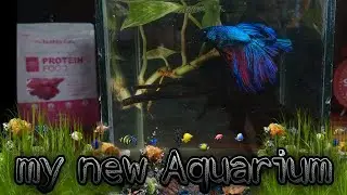 my new Aquarium for fighter fish