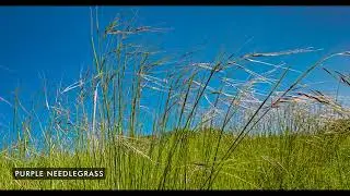 C PLANTS VIDEO DECK 052824