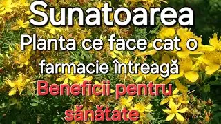 Sunătoarea/Pojărnița- Planta ce face cat o farmacie/Beneficii și Identificare