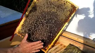 Состояние пчелосемей перед осенней подкормкой | Пополнение кормовых запасов мёда на зиму