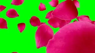 Green screen rose video | Green screen flower video | green screen rose flower animation