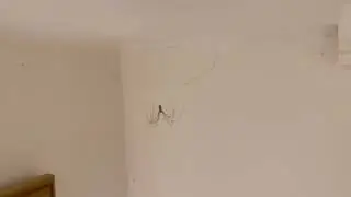 Joe Biden’s Next Wave of AI Infiltration Into Our Homes #BidenSpiders