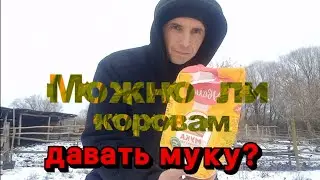 Можно ли давать коровам муку?