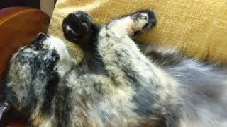 Sleeping Cat Pose