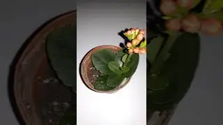 С международным женским днём! С праздником!