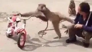 отжал сигарету