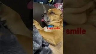 Sleeping Dog Dreaming About Food  #shorts #dogs #funnydogs