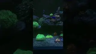 Закат на домашнего рифа #reeftank #морскойаквариум #reef #night