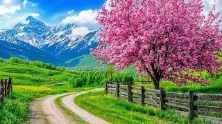 Куплет сакуры 🌸 нежно успокаивающий все тревоги