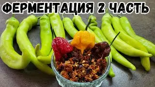 Цицак с Carolina reaper. 2 рецепта ферментированного соуса. 2 часть.