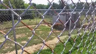 Hyena feeding at Space Farms NJ