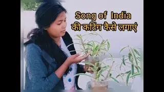 How to cut Song of India ||  Song of India की कटिंग कैसे लगाएं || Song of India की देखभाल कैसे करें