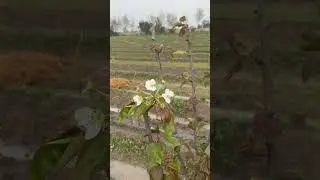 Pear Flowers of Farm House 2024