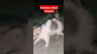 kawawa naman e2ng pusa tinapon lng