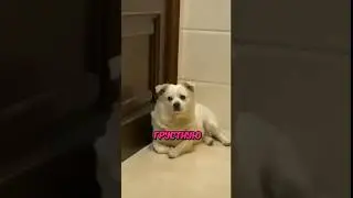 У Этого Песика Совсем Нет Друзей😭💔