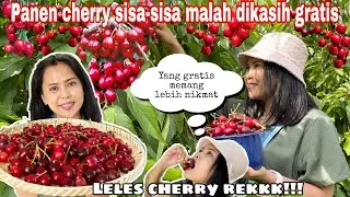 Farmers Give Away the Leftover Cherry Harvest || Enjoy Free Cherries