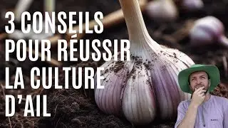 3 TIPS FOR SUCCESSFULLY GROWING GARLIC IN THE VEGETABLE GARDEN (fall planting)