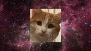 Прощание с котом Твиксом.