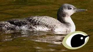 BTO Bird ID - Winter Divers