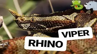rhino viper bitis nasicornis