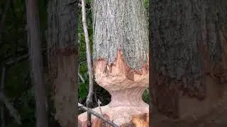 Tree On Life Support!! #shorts