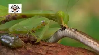 實拍螳螂捕蛇，真沒見過這麼猛的螳螂，連蛇都是它的獵物