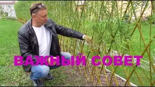 ПАВИВА .Посадка изгороди из ивы у заказчиков. Советы нашим заказчикам. Видео с разных участков.
