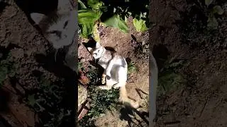 07 сентября 2024_Московская обл_Рузский район_деревня Новогорбово_посёлок Колюбакино #дача #тучково