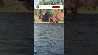 Horses imitate Jesus' walk on water