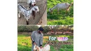 Makhi cheni bakri for sale❤️qemet sun ka ap heran ho jya ga😇