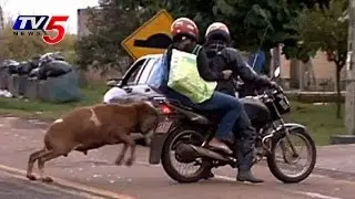 Angry Sheep attacks On People  : TV5 News