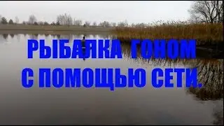 ОСЕННЯЯ РЫБАЛКА СЕТЬЮ/Как загнать рыбу в сеть/ВСЕГДА С РЫБОЙ.