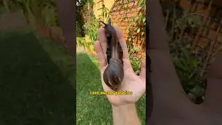 Day 1 Hunting for Animals in Uganda 
