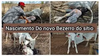 Filmei o Nascimento do novo Bezerro do sítio 🐂 é muito lindo