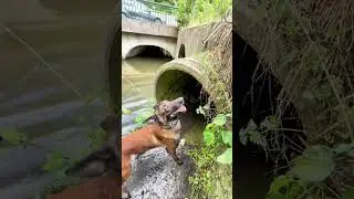 Seven is stuck in the water 😭 