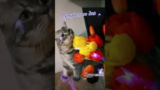 #cat #кот